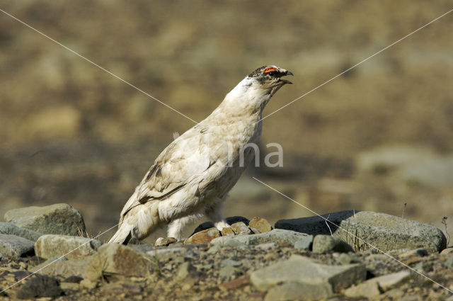 Alpensneeuwhoen (Lagopus muta)