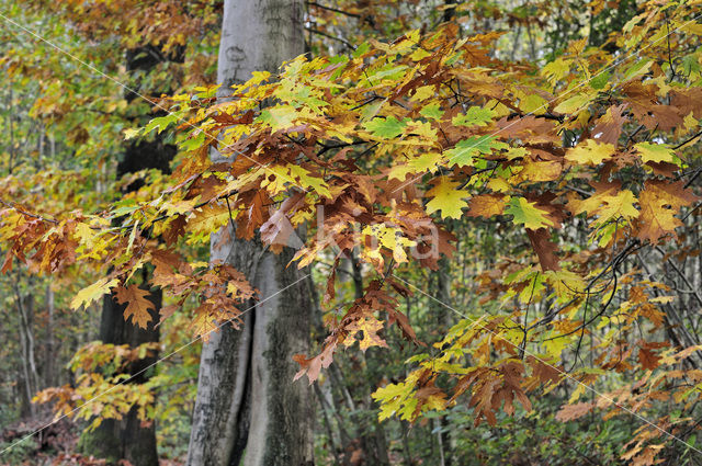 Amerikaanse eik (Quercus rubra)