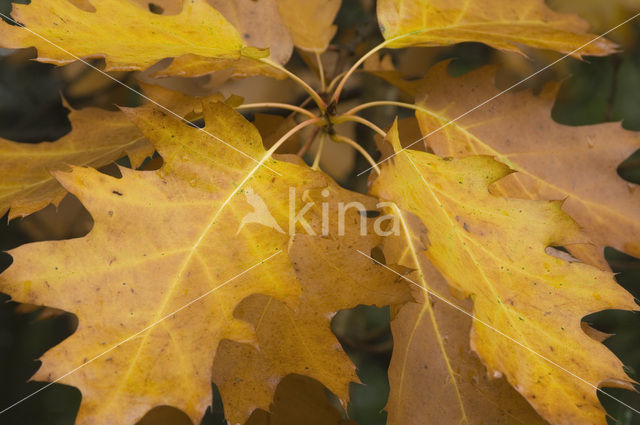 Amerikaanse eik (Quercus rubra)