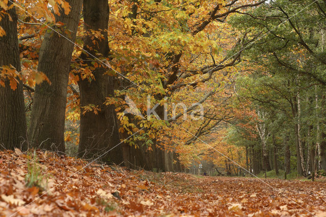 Amerikaanse eik (Quercus rubra)