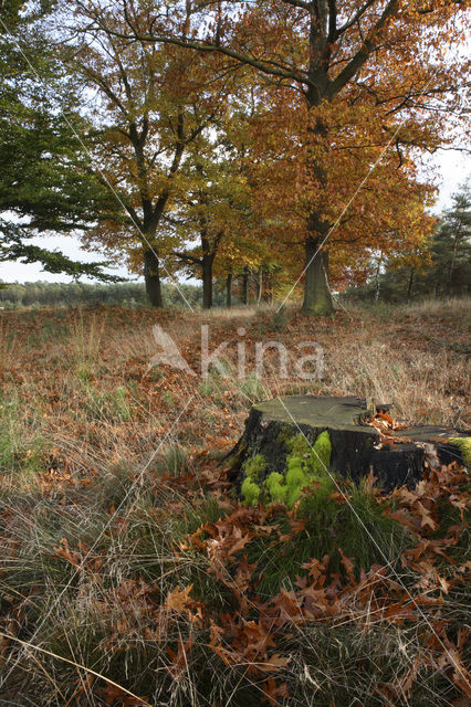 Amerikaanse eik (Quercus rubra)