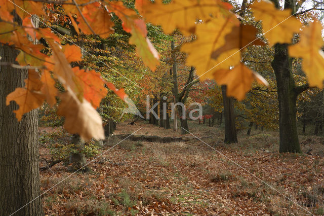 Amerikaanse eik (Quercus rubra)