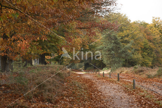 Amerikaanse eik (Quercus rubra)