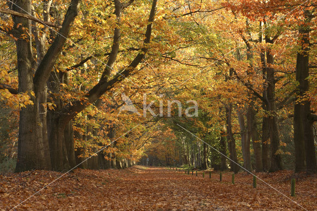 Amerikaanse eik (Quercus rubra)