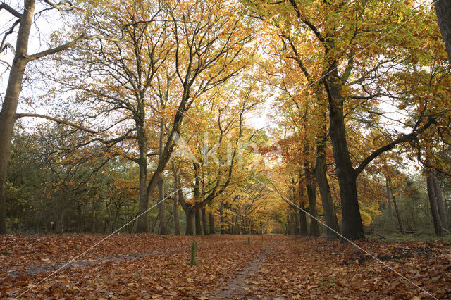 Amerikaanse eik (Quercus rubra)