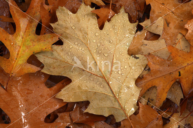 Amerikaanse eik (Quercus rubra)