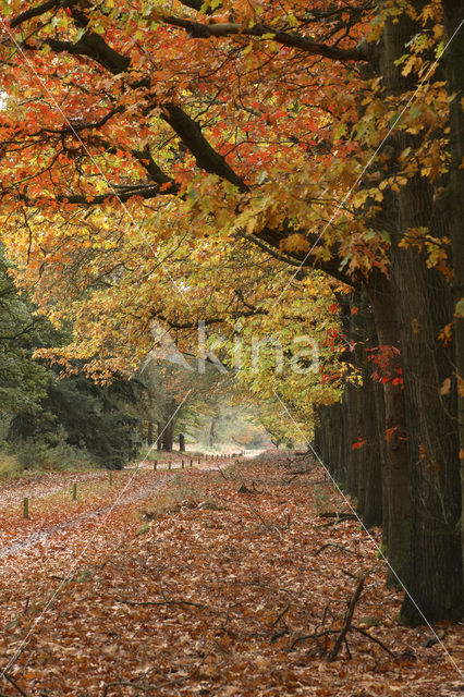 Amerikaanse eik (Quercus rubra)