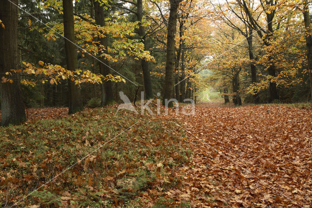 Amerikaanse eik (Quercus rubra)