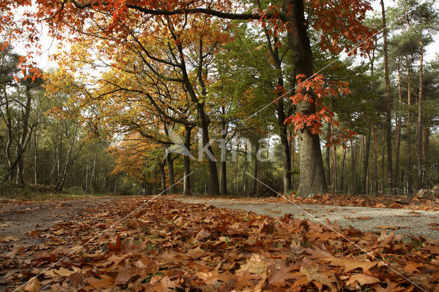 Amerikaanse eik (Quercus rubra)