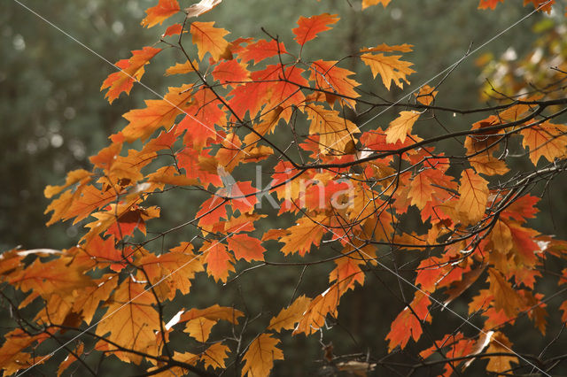 Amerikaanse eik (Quercus rubra)