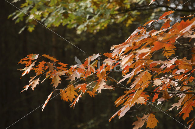 Amerikaanse eik (Quercus rubra)