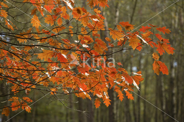 Amerikaanse eik (Quercus rubra)