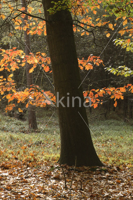 Amerikaanse eik (Quercus rubra)