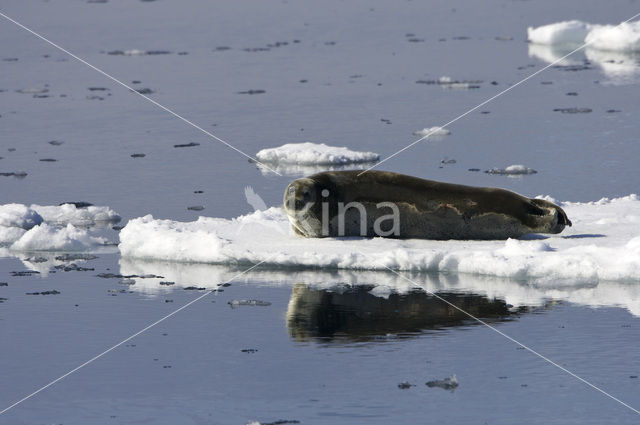 Baardrob (Erignathus barbatus)