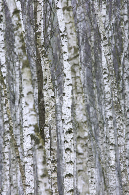 Berk (Betula)