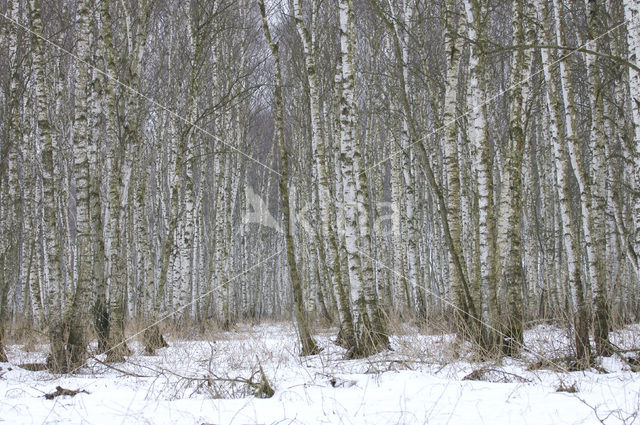 Berk (Betula)