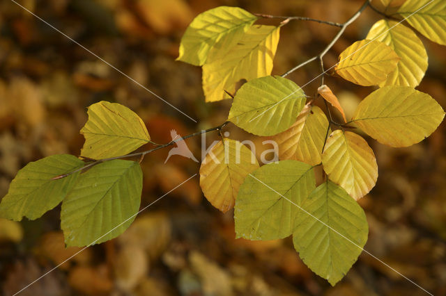 Beuk (Fagus sylvatica)