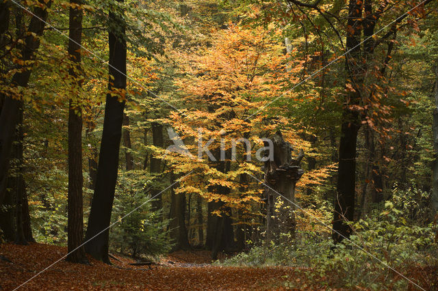 Beuk (Fagus sylvatica)