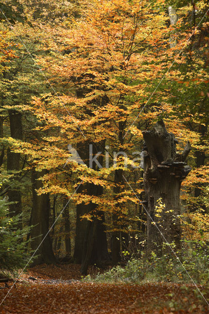 Beuk (Fagus sylvatica)