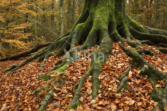 Beuk (Fagus sylvatica)