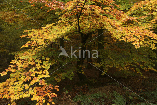 Beuk (Fagus sylvatica)