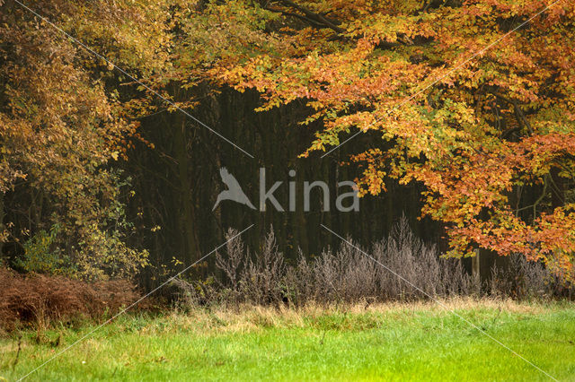 Beuk (Fagus sylvatica)