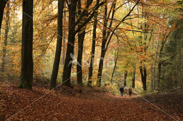 Beuk (Fagus sylvatica)