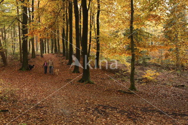 Beech (Fagus sylvatica)