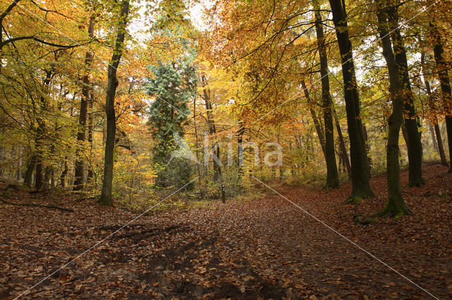 Beuk (Fagus sylvatica)