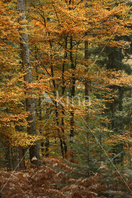 Beuk (Fagus sylvatica)