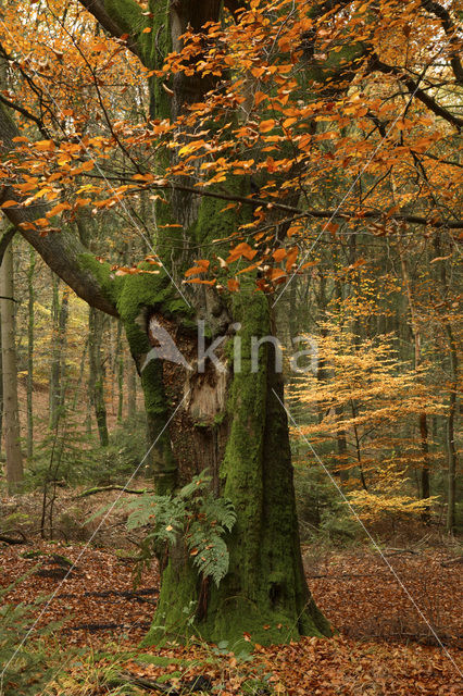 Beuk (Fagus sylvatica)