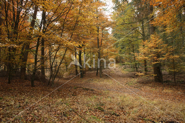 Beuk (Fagus sylvatica)