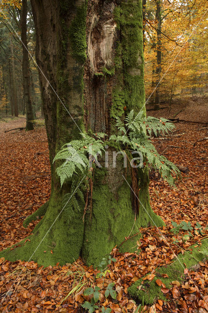 Beuk (Fagus sylvatica)