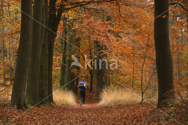 Beech (Fagus sylvatica)