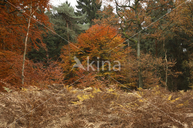 Beuk (Fagus sylvatica)