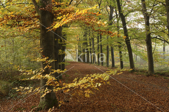 Beech (Fagus sylvatica)