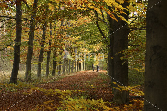 Beech (Fagus sylvatica)