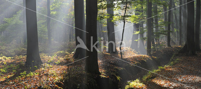 Beech (Fagus sylvatica)