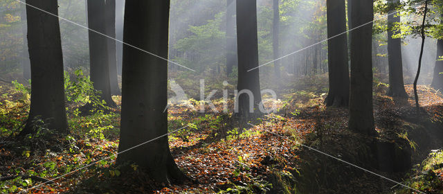 Beech (Fagus sylvatica)