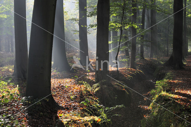 Beech (Fagus sylvatica)