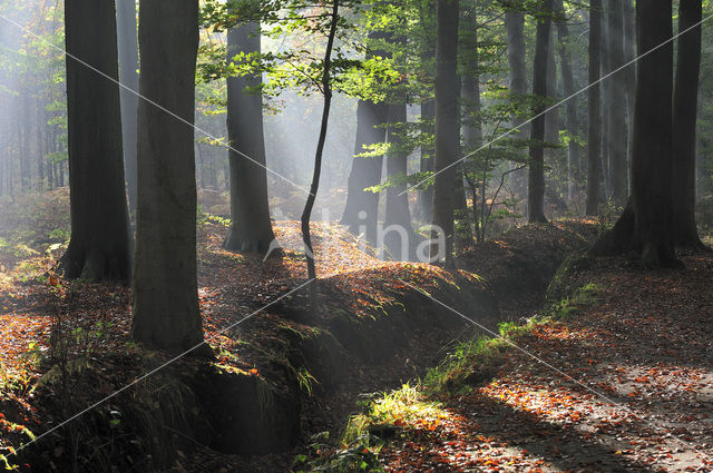 Beech (Fagus sylvatica)