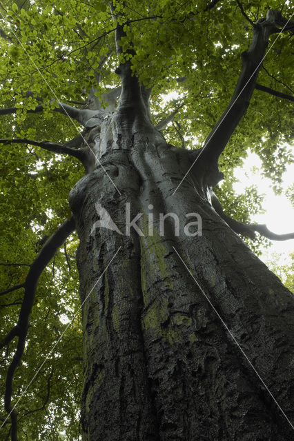 Beech (Fagus sylvatica)