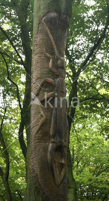 Beech (Fagus sylvatica)