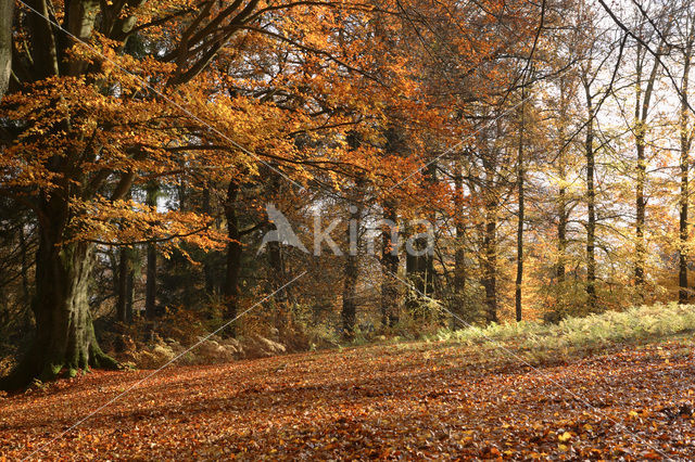 Beuk (Fagus sylvatica)