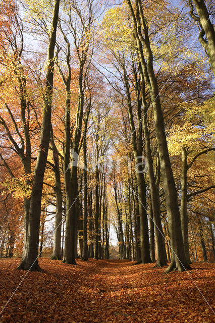 Beech (Fagus sylvatica)