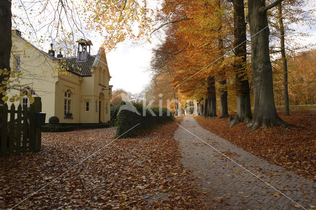 Beech (Fagus sylvatica)