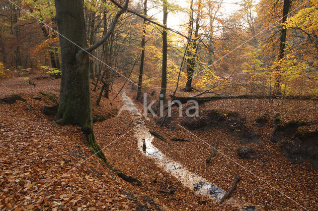 Beech (Fagus sylvatica)