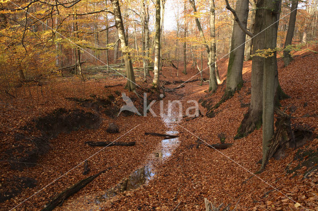 Beuk (Fagus sylvatica)