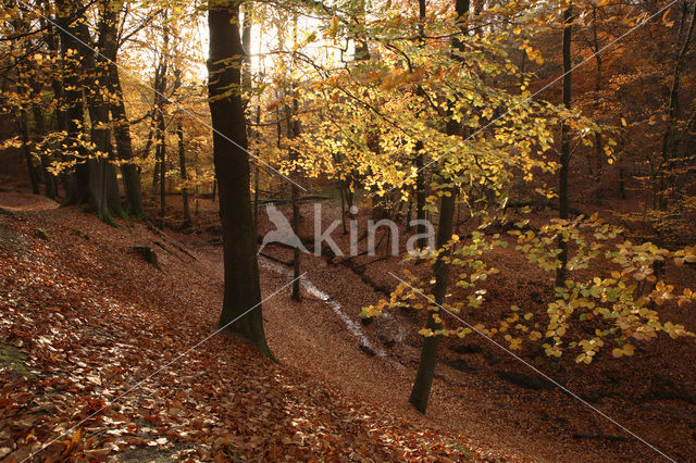 Beech (Fagus sylvatica)