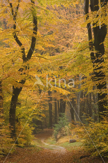 Beech (Fagus sylvatica)